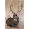 Image 2 : XXL 11-Point SIKA DEER Wall Pedestal Mount