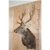 Image 3 : XXL 11-Point SIKA DEER Wall Pedestal Mount