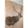 Image 4 : XXL 11-Point SIKA DEER Wall Pedestal Mount