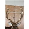Image 9 : XXL 11-Point SIKA DEER Wall Pedestal Mount
