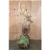 Image 8 : XXL Life-sized 8-Point SIKA DEER on a Wood Base