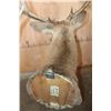 Image 8 : Big 14-Point WHITETAIL DEER Shoulder Mount with Drop Tines