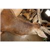 Image 8 : XL 25-Point RED STAG Shoulder Mount