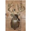 Image 2 : XL 15-Point WHITETAIL DEER Shoulder Mount
