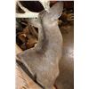 Image 8 : XL 15-Point WHITETAIL DEER Shoulder Mount