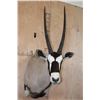 Image 1 : Big GEMSBOK Shoulder Mount