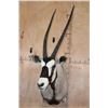 Image 2 : Big GEMSBOK Shoulder Mount