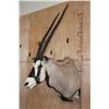 Image 3 : Big GEMSBOK Shoulder Mount