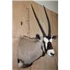 Image 4 : Big GEMSBOK Shoulder Mount