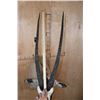 Image 9 : Big GEMSBOK Shoulder Mount