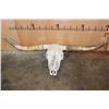 Image 1 : Texas LONGHORN Skull with Removable Horns