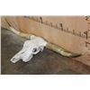 Image 2 : Texas LONGHORN Skull with Removable Horns