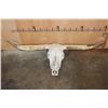 Image 4 : Texas LONGHORN Skull with Removable Horns