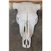 Image 5 : Texas LONGHORN Skull with Removable Horns