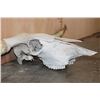 Image 6 : Texas LONGHORN Skull with Removable Horns