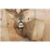 Image 8 : 14-Point Bugling ELK Pedestal Mount on a Wood Pedestal with Glass Doors