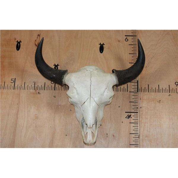 Massive XXL BUFFALO or BISON Skull with All its Teeth