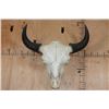 Image 1 : Massive XXL BUFFALO or BISON Skull with All its Teeth