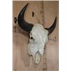 Image 2 : Massive XXL BUFFALO or BISON Skull with All its Teeth