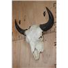 Image 3 : Massive XXL BUFFALO or BISON Skull with All its Teeth