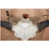 Image 8 : Massive XXL BUFFALO or BISON Skull with All its Teeth