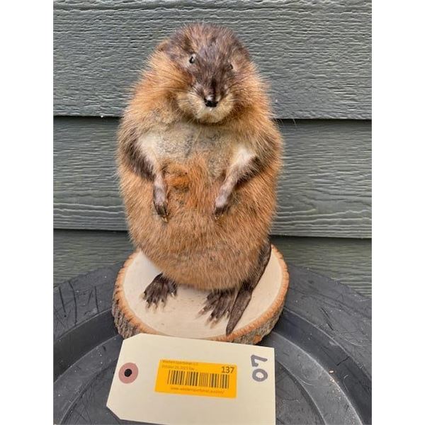 *New* MUSKRAT or MARSH HARE on a Wood Slice Base