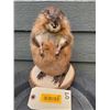 Image 1 : *New* MUSKRAT or MARSH HARE on a Wood Slice Base