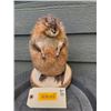 Image 2 : *New* MUSKRAT or MARSH HARE on a Wood Slice Base