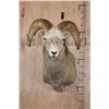 Image 1 : Big FANNIN SHEEP Shoulder Mount