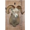 Image 2 : Big FANNIN SHEEP Shoulder Mount