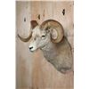 Image 4 : Big FANNIN SHEEP Shoulder Mount