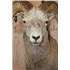 Image 6 : Big FANNIN SHEEP Shoulder Mount