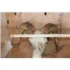 Image 9 : Big FANNIN SHEEP Shoulder Mount