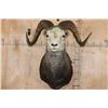 Image 1 : Big STONE SHEEP RAM Shoulder Mount