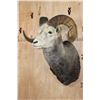 Image 2 : Big STONE SHEEP RAM Shoulder Mount