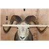 Image 8 : Big STONE SHEEP RAM Shoulder Mount