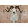 Image 1 : DALL SHEEP RAM Shoulder Mount