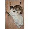 Image 2 : DALL SHEEP RAM Shoulder Mount