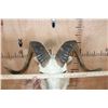 Image 8 : DALL SHEEP RAM Shoulder Mount