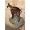 Image 2 : Life-sized TAHR on a Simulated Rock Wall Hanging Base