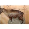 Image 8 : Life-sized TAHR on a Simulated Rock Wall Hanging Base