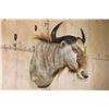 Image 2 : Big GOLDEN WILDEBEEST Shoulder Mount