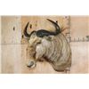 Image 3 : Big GOLDEN WILDEBEEST Shoulder Mount