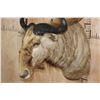 Image 4 : Big GOLDEN WILDEBEEST Shoulder Mount