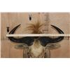 Image 7 : Big GOLDEN WILDEBEEST Shoulder Mount