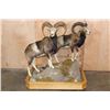 Image 2 : Double Life-sized MOUFLON Mounts on a Wood Base with Wheels