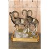 Image 8 : Double Life-sized MOUFLON Mounts on a Wood Base with Wheels