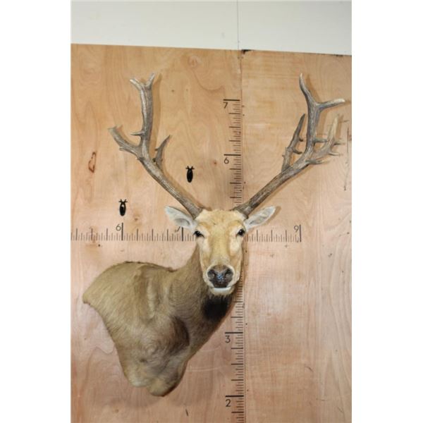 PERE DAVID'S DEER Wall Pedestal Mount