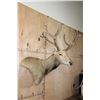 Image 2 : PERE DAVID'S DEER Wall Pedestal Mount