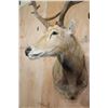 Image 4 : PERE DAVID'S DEER Wall Pedestal Mount